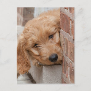 Goldendoodle Puppy Peeking Postkarte