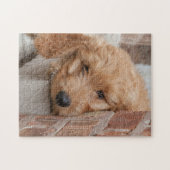 Goldendoodle Puppy Peeking Puzzle (Horizontal)