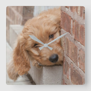 Goldendoodle Puppy Peeking Quadratische Wanduhr