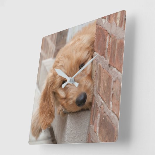 Goldendoodle Puppy Peeking Quadratische Wanduhr (Winkel)