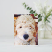 Goldendoodle Puppy Postkarte (Stehend Vorderseite)