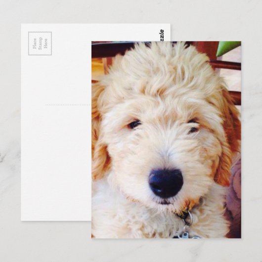 Goldendoodle Puppy Postkarte (Vorne/Hinten)