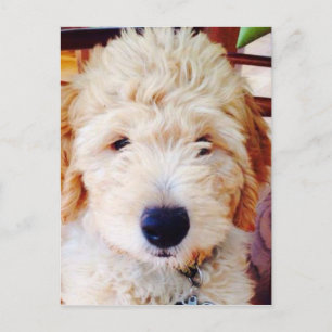 Goldendoodle Puppy Postkarte