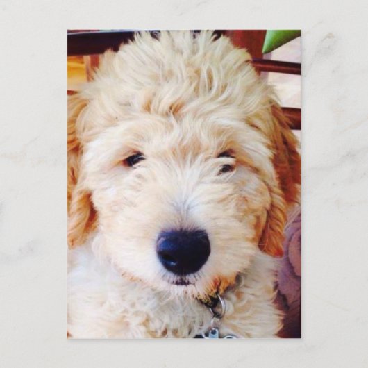 Goldendoodle Puppy Postkarte (Vorderseite)