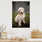 Goldendoodle Puppy Sits In Grass Poster (Küche)