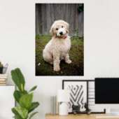 Goldendoodle Puppy Sits In Grass Poster (Heimbüro)