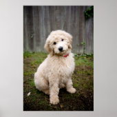 Goldendoodle Puppy Sits In Grass Poster (Vorne)