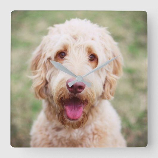 Goldendoodle Quadratische Wanduhr (Vorderseite)