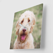 Goldendoodle Quadratische Wanduhr (Winkel)