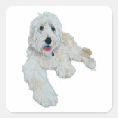 Goldendoodle Quadratischer Aufkleber (Vorderseite)