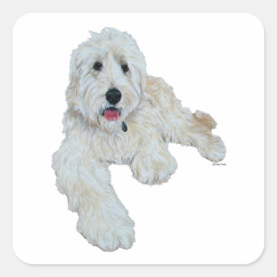 Goldendoodle Quadratischer Aufkleber