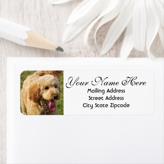 Goldendoodle-Rücksendeadresse (Insitu)