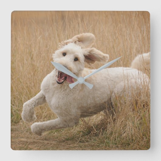 Goldendoodle Runs Through Grass Quadratische Wanduhr (Vorderseite)