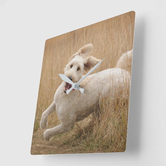 Goldendoodle Runs Through Grass Quadratische Wanduhr (Winkel)