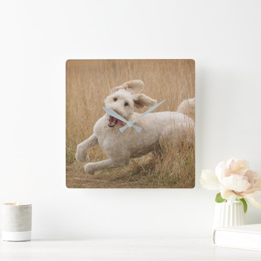 Goldendoodle Runs Through Grass Quadratische Wanduhr (Zuhause)