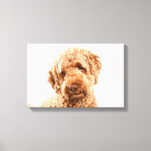 Goldendoodle Studio Leinwanddruck