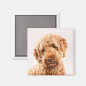 Goldendoodle Studio Magnet (Vorderseite/Rückseite)