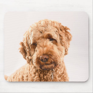 Goldendoodle Studio Mousepad