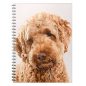 Goldendoodle Studio Notizblock (Vorderseite)