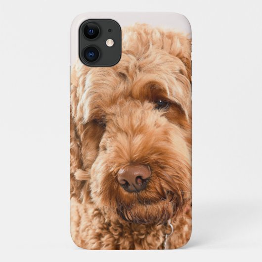 Goldendoodle Studio Portrait Case-Mate iPhone Hülle (Rückseite)