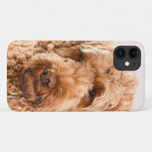 Goldendoodle Studio Portrait Case-Mate iPhone Hülle (Rückseite (Horizontal))
