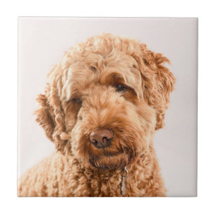 Goldendoodle Studio Portrait Fliese