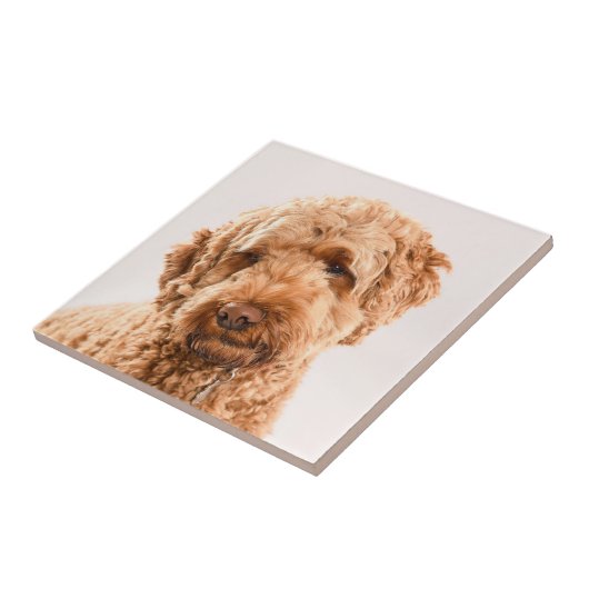 Goldendoodle Studio Portrait Fliese (Seite)