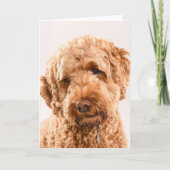 Goldendoodle Studio Portrait Karte (Vorderseite)