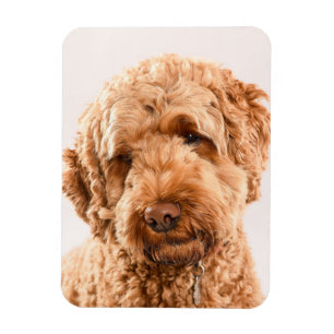 Goldendoodle Studio Portrait Magnet