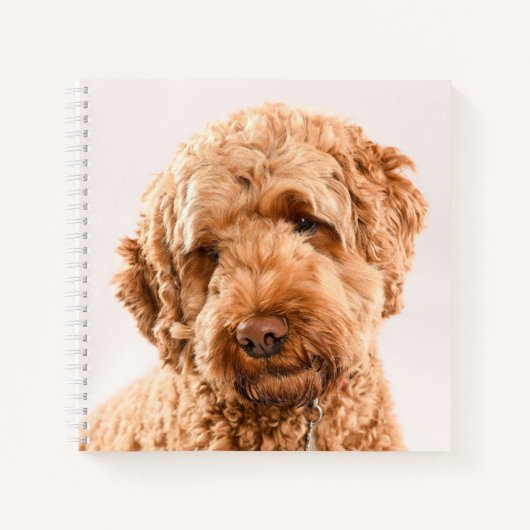Goldendoodle Studio Portrait Notizblock (Vorderseite)