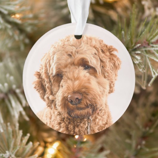 Goldendoodle Studio Portrait Ornament (Baum)