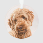 Goldendoodle Studio Portrait Ornament (Rückseite)