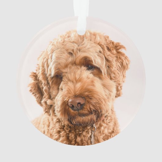 Goldendoodle Studio Portrait Ornament (Rückseite)