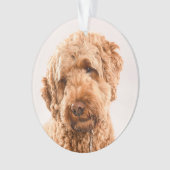 Goldendoodle Studio Portrait Ornament (Vorderseite)