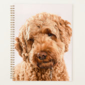 Goldendoodle Studio Portrait Planer (Vorderseite)