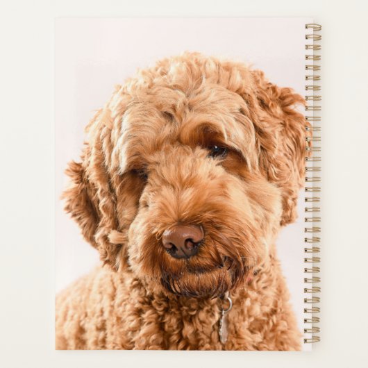 Goldendoodle Studio Portrait Planer (Rückseite)