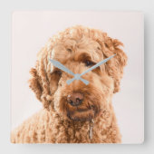 Goldendoodle Studio Portrait Quadratische Wanduhr (Vorderseite)