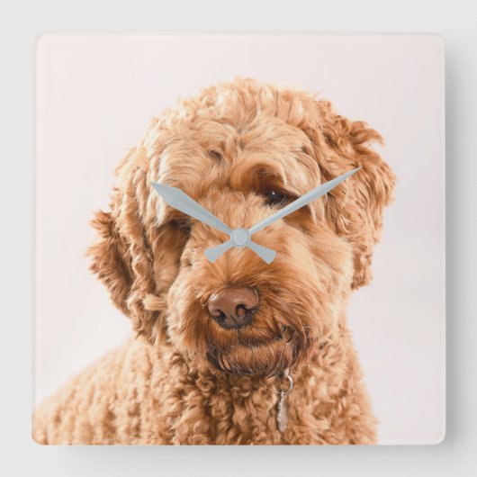 Goldendoodle Studio Portrait Quadratische Wanduhr (Vorderseite)