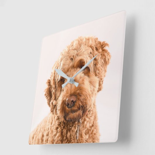 Goldendoodle Studio Portrait Quadratische Wanduhr (Winkel)