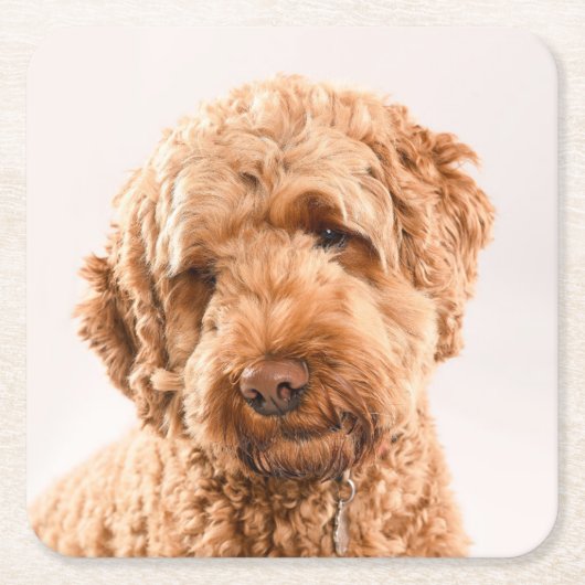 Goldendoodle Studio Portrait Rechteckiger Pappuntersetzer (Vorderseite)