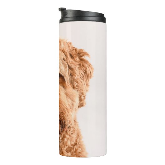 Goldendoodle Studio Portrait Thermosbecher (Nach rechts gedreht)