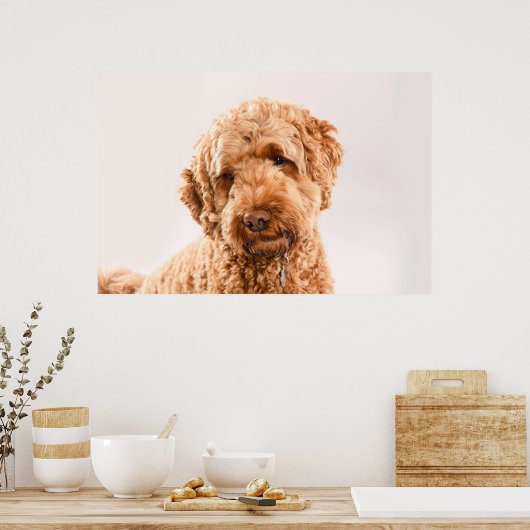 Goldendoodle Studio Poster (Küche)