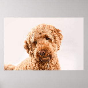Goldendoodle Studio Poster