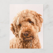 Goldendoodle Studio Postkarte (Vorderseite)