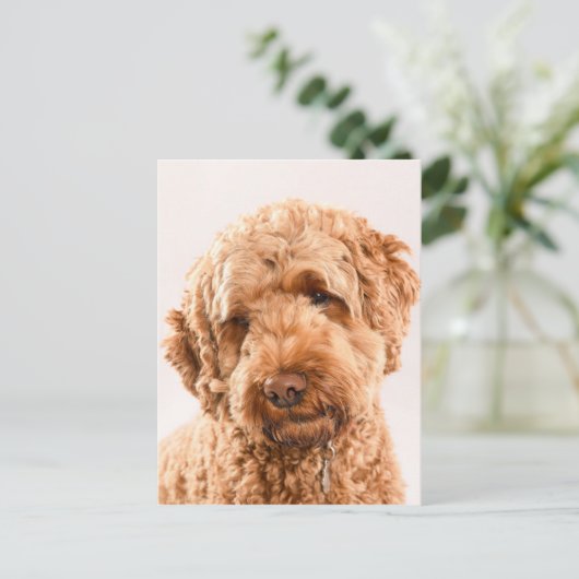 Goldendoodle Studio Postkarte (Stehend Vorderseite)