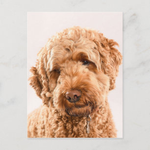 Goldendoodle Studio Postkarte