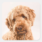 Goldendoodle Studio Quadratischer Aufkleber (Vorderseite)