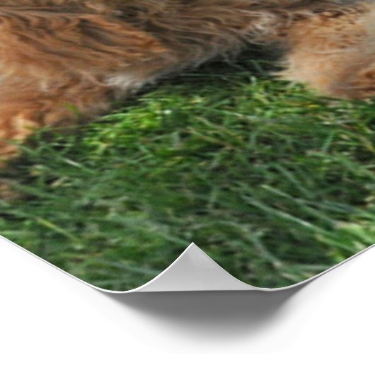 Goldendoodle- und Labradoodfreunde Poster (Ecke)