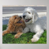 Goldendoodle- und Labradoodfreunde Poster (Vorne)