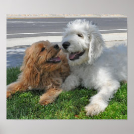 Goldendoodle- und Labradoodfreunde Poster